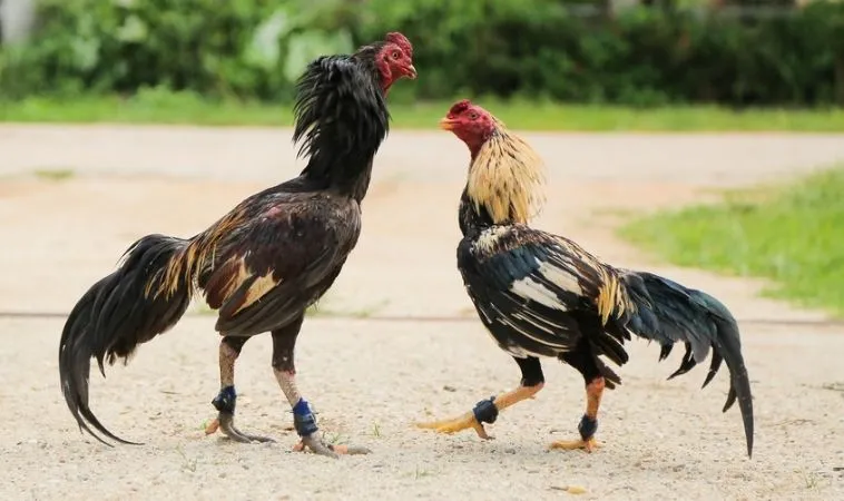 Đá Gà GA6789: Bí Quyết Thắng Lớn Từ Người Chơi Lâu Năm 1 Tham gia cá cược đá gà cực kỳ hấp dẫn tại nhà cái GA6789